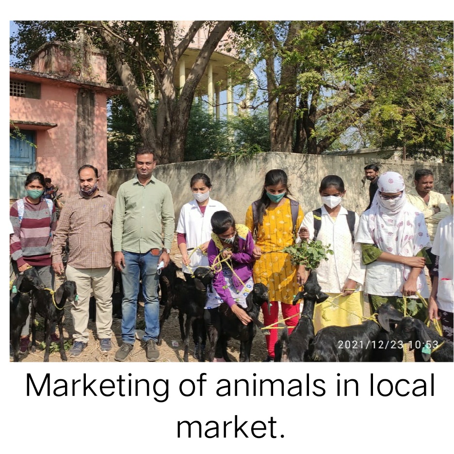 Marketing Of Animals In Local Market